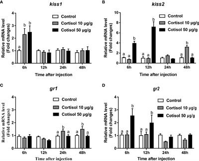 Regulation of the kiss2 promoter in yellowtail clownfish (Amphiprion clarkii) by cortisol via GRE-dependent GR pathway